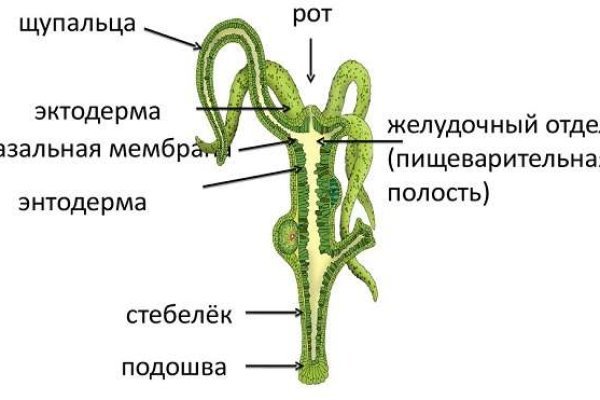 Кракен 12 at